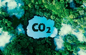 Image of a forest